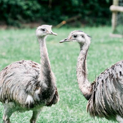 Nandoe - De Zonnegloed - Dierenpark - Dieren opvangcentrum - Sanctuary